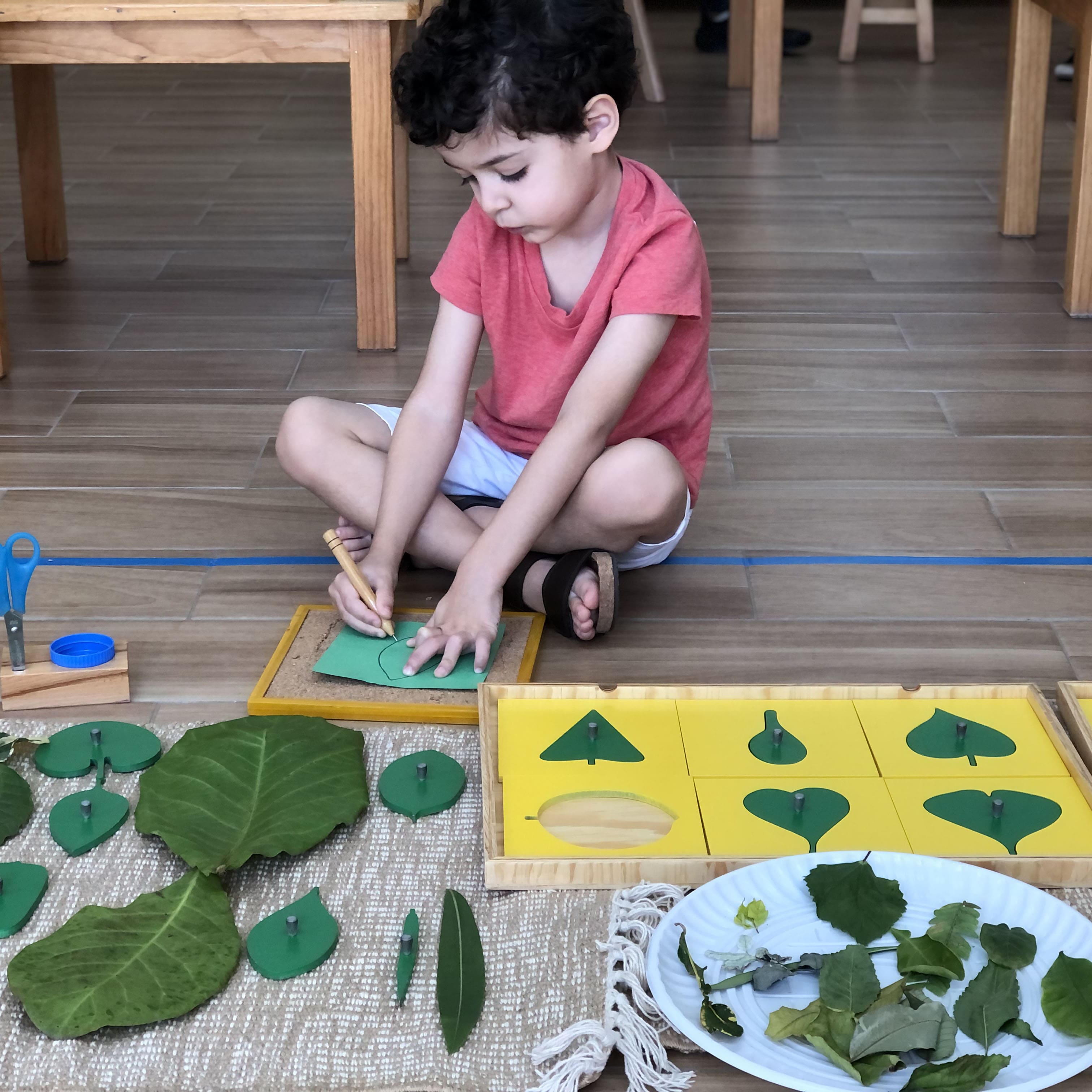 Ciencias Naturales  Primaria Montessori