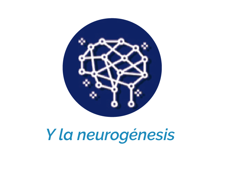 Neurogénesis